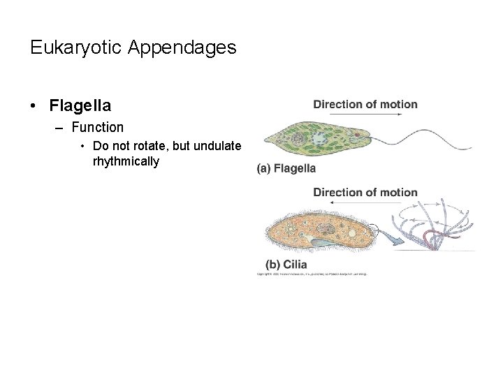 Eukaryotic Appendages • Flagella – Function • Do not rotate, but undulate rhythmically 