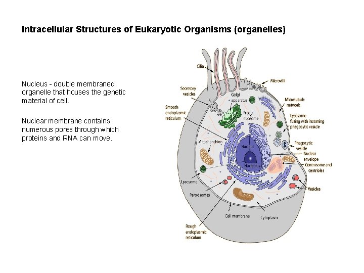 Intracellular Structures of Eukaryotic Organisms (organelles) Nucleus - double membraned organelle that houses the