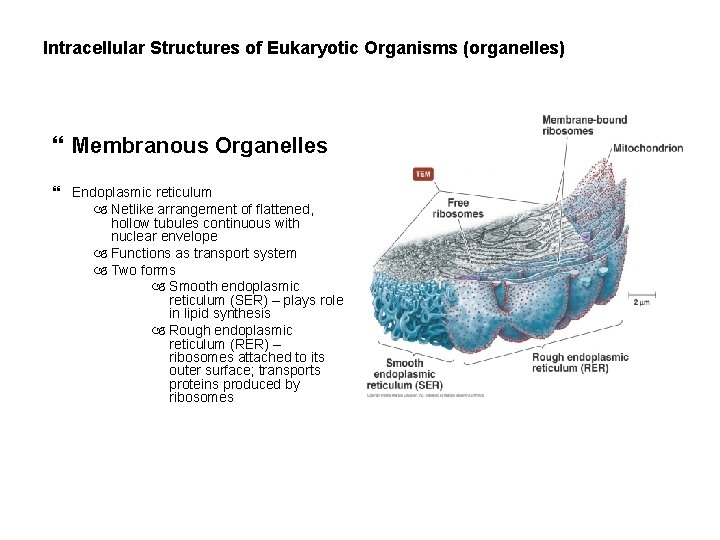 Intracellular Structures of Eukaryotic Organisms (organelles) Membranous Organelles Endoplasmic reticulum Netlike arrangement of flattened,