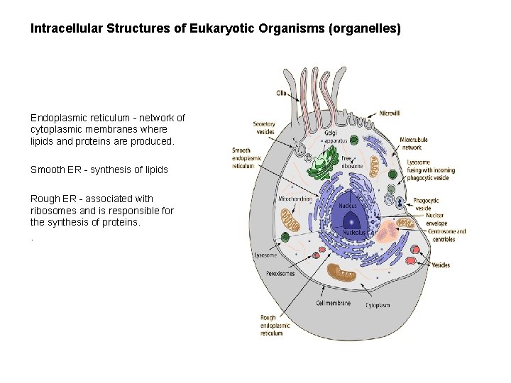 Intracellular Structures of Eukaryotic Organisms (organelles) Endoplasmic reticulum - network of cytoplasmic membranes where