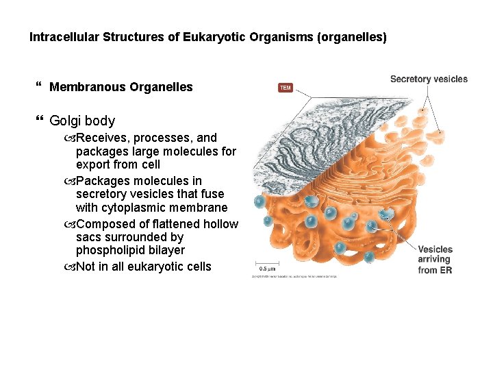Intracellular Structures of Eukaryotic Organisms (organelles) Membranous Organelles Golgi body Receives, processes, and packages