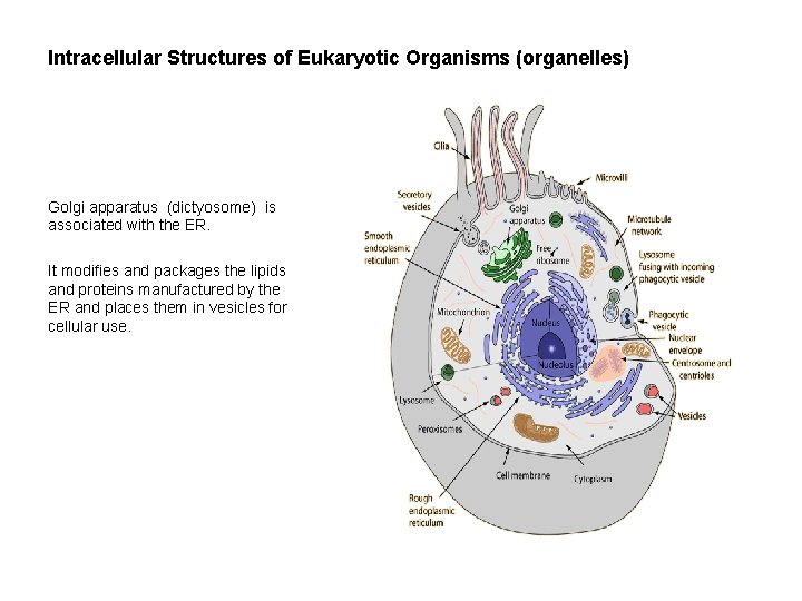 Intracellular Structures of Eukaryotic Organisms (organelles) Golgi apparatus (dictyosome) is associated with the ER.