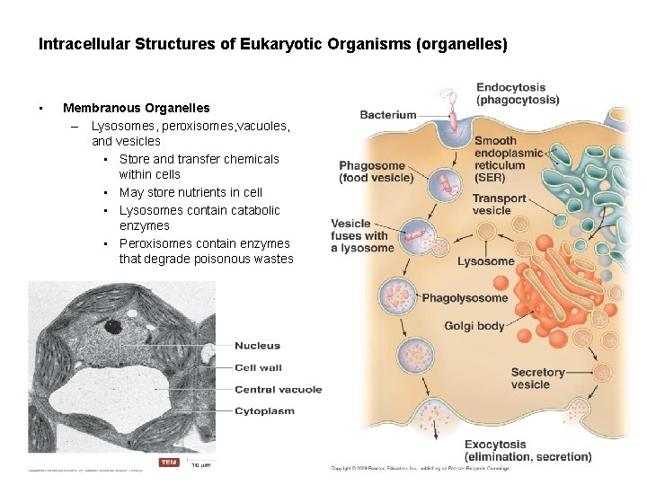 Intracellular Structures of Eukaryotic Organisms (organelles) • Membranous Organelles – Lysosomes, peroxisomes, vacuoles, and