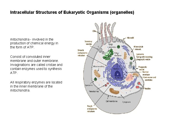Intracellular Structures of Eukaryotic Organisms (organelles) mitochondria - involved in the production of chemical