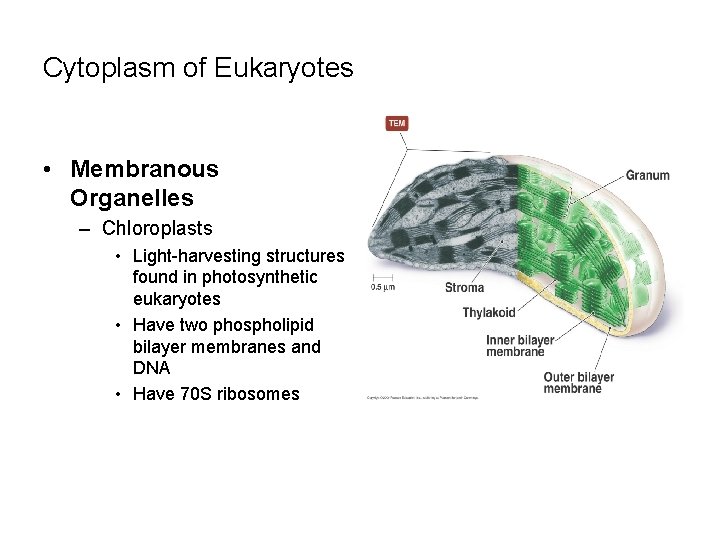 Cytoplasm of Eukaryotes • Membranous Organelles – Chloroplasts • Light-harvesting structures found in photosynthetic