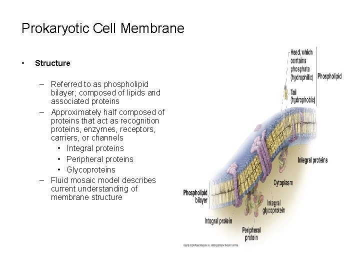 Prokaryotic Cell Membrane • Structure – Referred to as phospholipid bilayer; composed of lipids