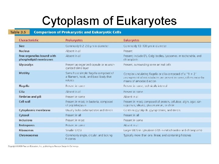 Cytoplasm of Eukaryotes [INSERT TABLE 3. 5] 