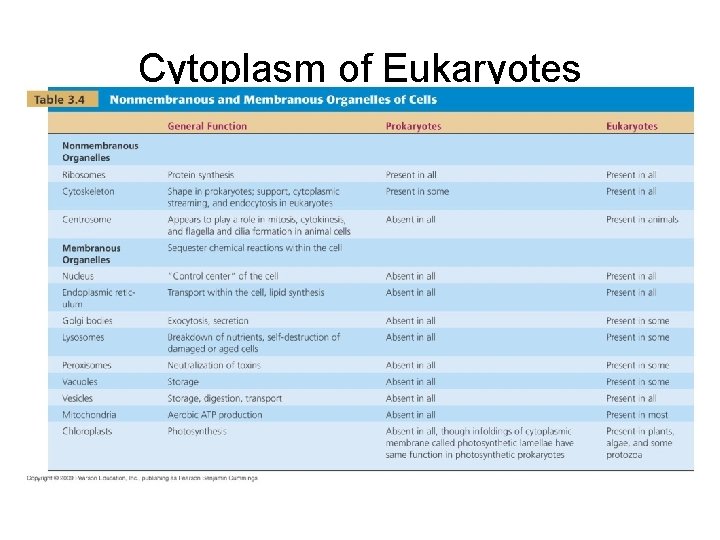 Cytoplasm of Eukaryotes [INSERT TABLE 3. 4] 