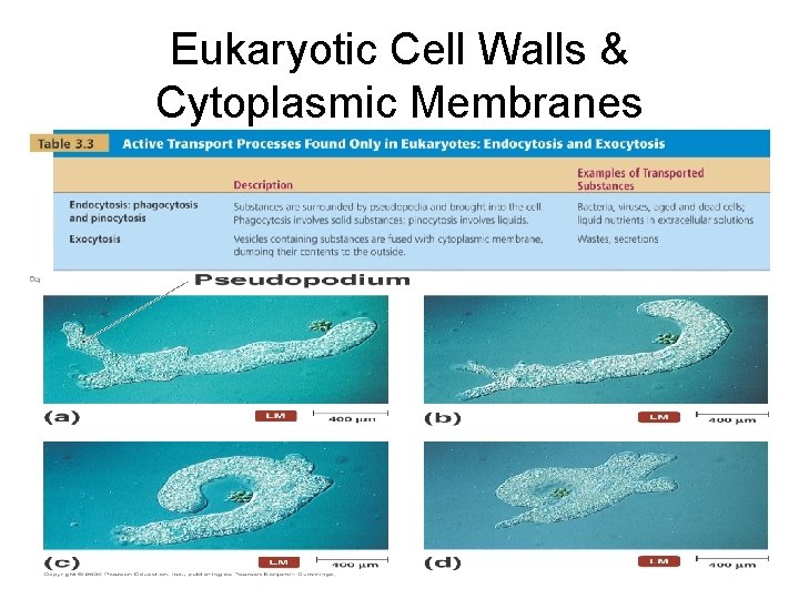 Eukaryotic Cell Walls & Cytoplasmic Membranes [INSERT TABLE 3. 3] 