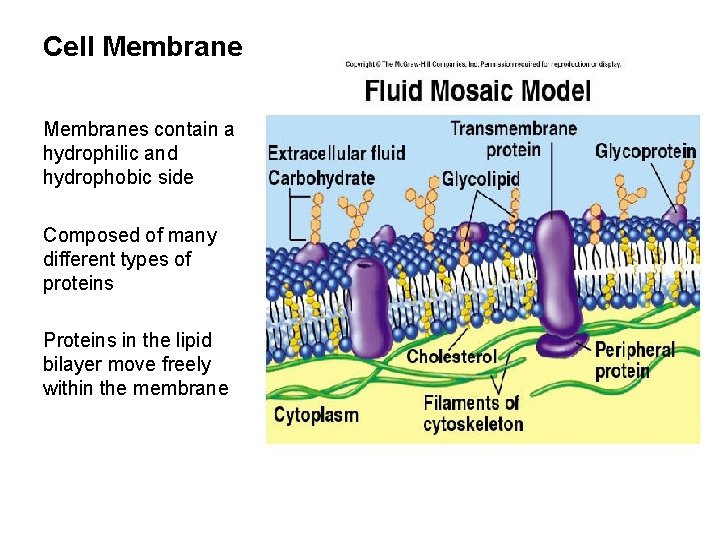 Cell Membranes contain a hydrophilic and hydrophobic side Composed of many different types of