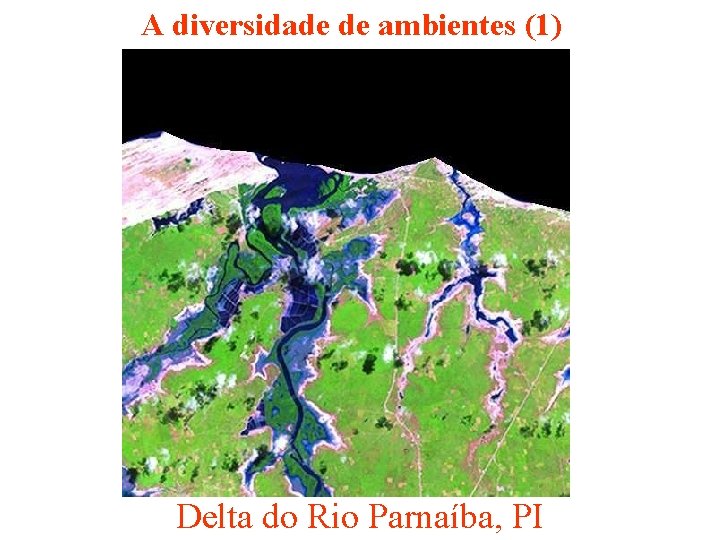 A diversidade de ambientes (1) Delta do Rio Parnaíba, PI 