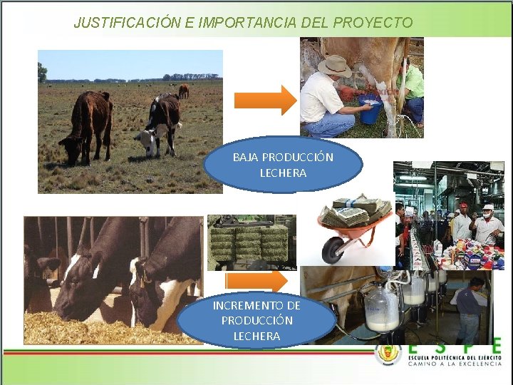 JUSTIFICACIÓN E IMPORTANCIA DEL PROYECTO BAJA PRODUCCIÓN LECHERA INCREMENTO DE PRODUCCIÓN LECHERA 