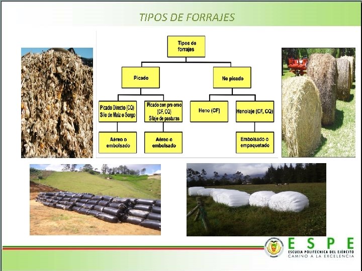 TIPOS DE FORRAJES 