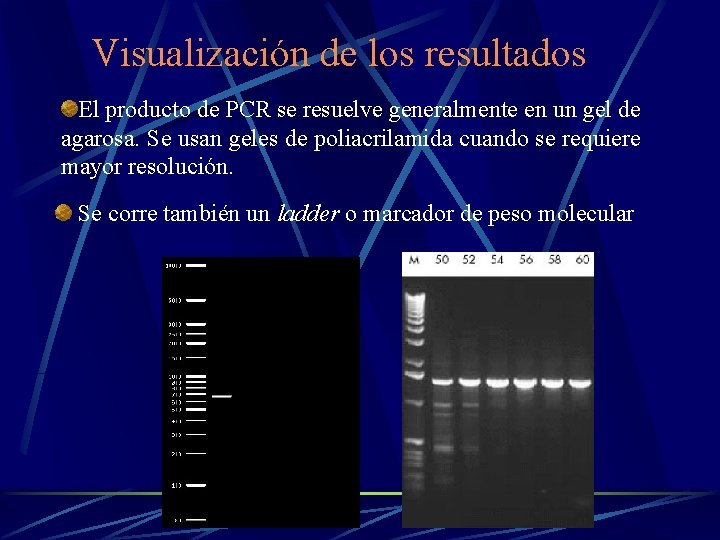 Visualización de los resultados El producto de PCR se resuelve generalmente en un gel