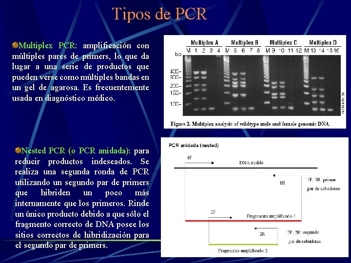 Tipos de PCR Multiplex PCR: amplificación con múltiples pares de primers, lo que da
