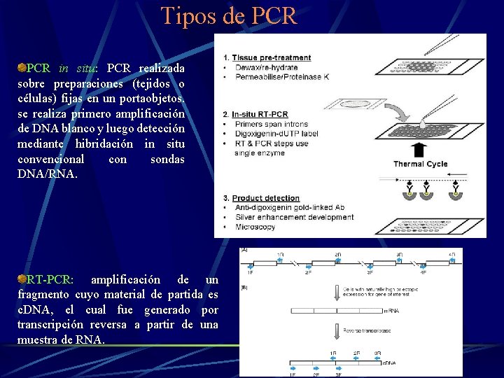 Tipos de PCR in situ: PCR realizada sobre preparaciones (tejidos o células) fijas en