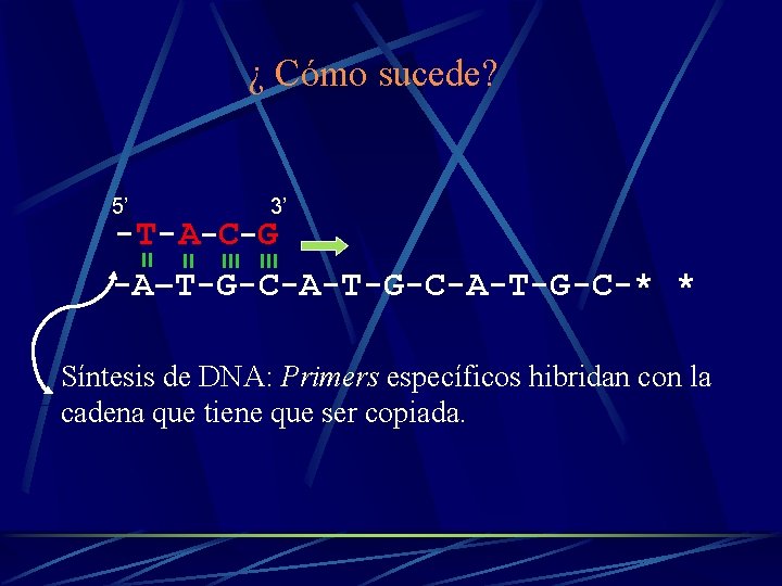 ¿ Cómo sucede? 5’ 3’ -T- A-C-G -A–T-G-C-A-T-G-C-* * Síntesis de DNA: Primers específicos