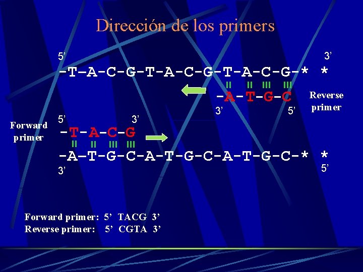 Dirección de los primers 3’ 5’ -T–A-C-G-T-A-C-G-* * -A- T-G-C Forward primer 5’ 3’