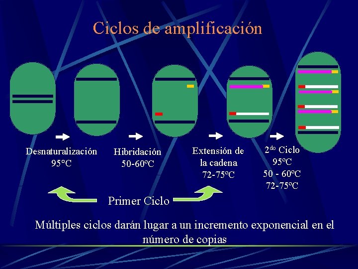 Ciclos de amplificación Desnaturalización 95°C Hibridación 50 -60ºC Extensión de la cadena 72 -75ºC