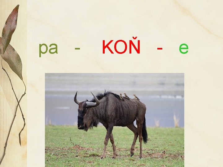 pa - KOŇ - e 