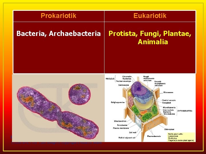 Prokariotik Eukariotik Bacteria, Archaebacteria Protista, Fungi, Plantae, Animalia Rod-Shaped Bacterium, E. coli, dividing by