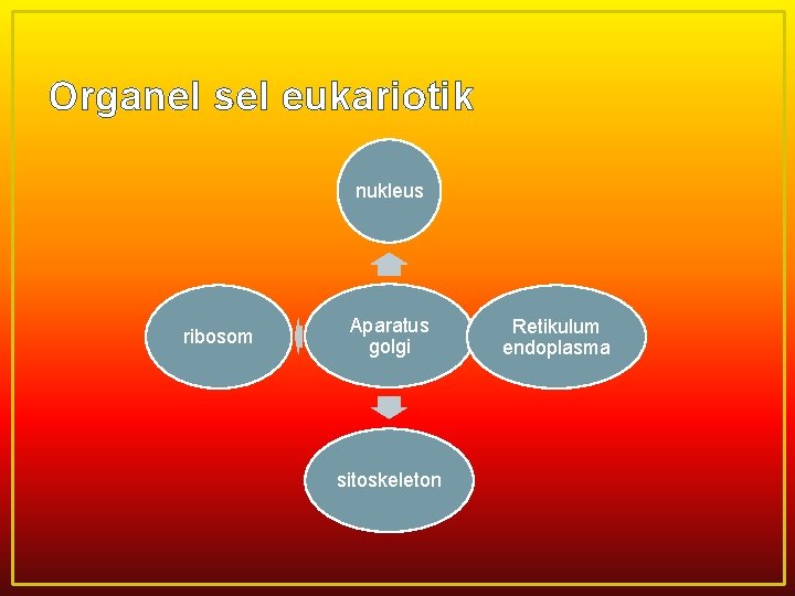 Organel sel eukariotik nukleus ribosom Aparatus golgi sitoskeleton Retikulum endoplasma 