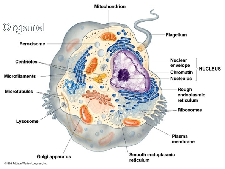 Organel 