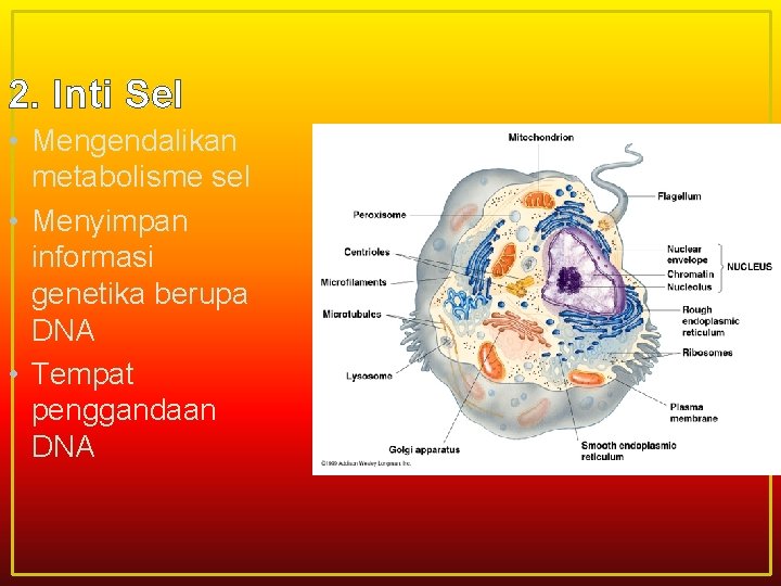 2. Inti Sel • Mengendalikan metabolisme sel • Menyimpan informasi genetika berupa DNA •