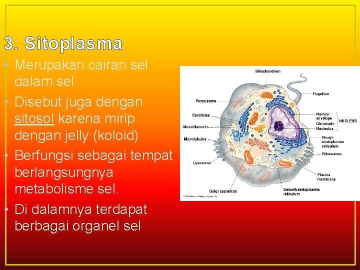 3. Sitoplasma • Merupakan cairan sel dalam sel • Disebut juga dengan sitosol karena