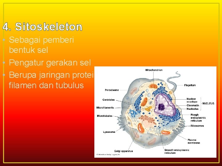 4. Sitoskeleton • Sebagai pemberi bentuk sel • Pengatur gerakan sel • Berupa jaringan