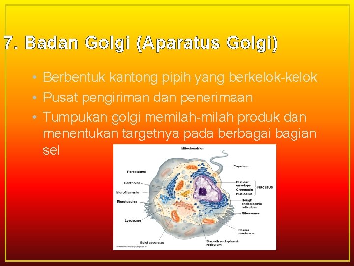 7. Badan Golgi (Aparatus Golgi) • Berbentuk kantong pipih yang berkelok-kelok • Pusat pengiriman