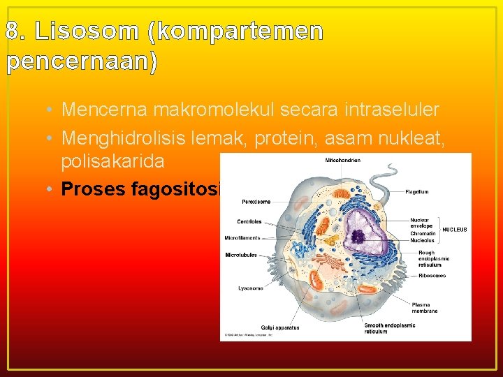 8. Lisosom (kompartemen pencernaan) • Mencerna makromolekul secara intraseluler • Menghidrolisis lemak, protein, asam