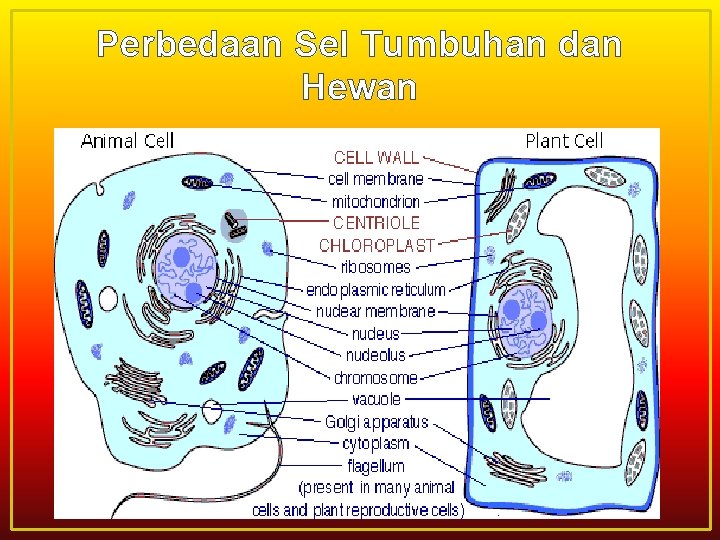 Perbedaan Sel Tumbuhan dan Hewan 