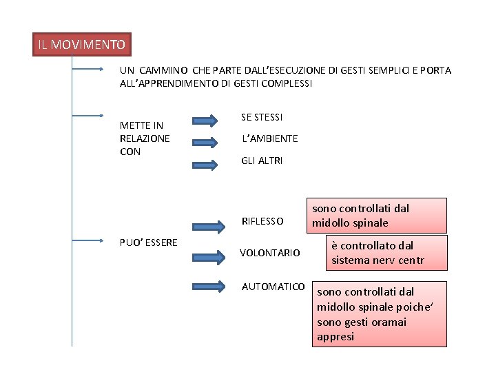 IL MOVIMENTO UN CAMMINO CHE PARTE DALL’ESECUZIONE DI GESTI SEMPLICI E PORTA ALL’APPRENDIMENTO DI