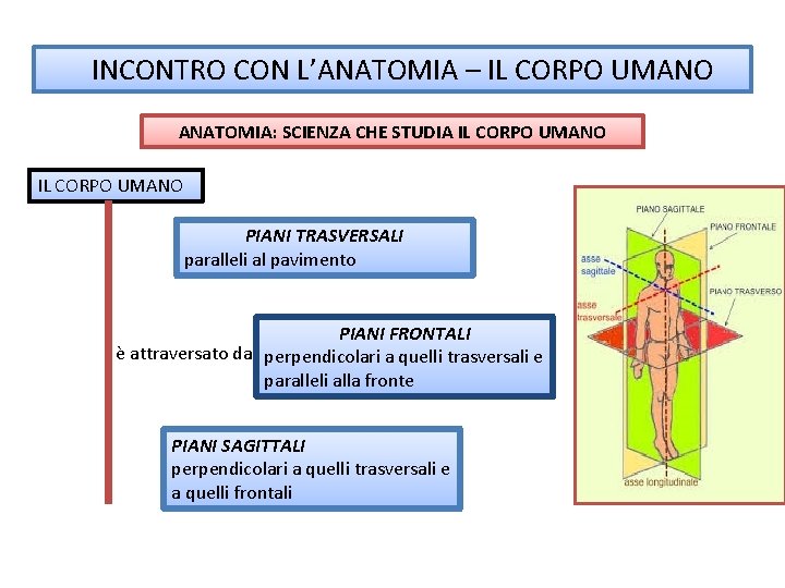 INCONTRO CON L’ANATOMIA – IL CORPO UMANO ANATOMIA: SCIENZA CHE STUDIA IL CORPO UMANO