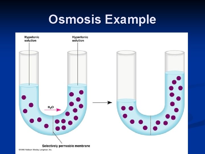 Osmosis Example 