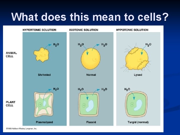 What does this mean to cells? 