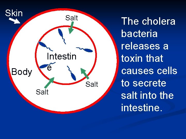 Skin Body Salt Intestin e Salt The cholera bacteria releases a toxin that causes