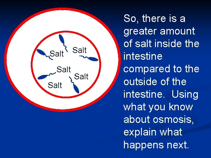 Salt Salt So, there is a greater amount of salt inside the intestine compared