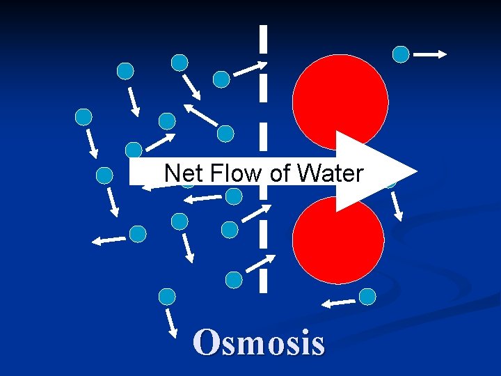 Net Flow of Water Osmosis 