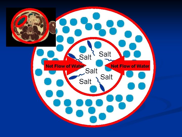 Salt Net Flow of Water Salt 
