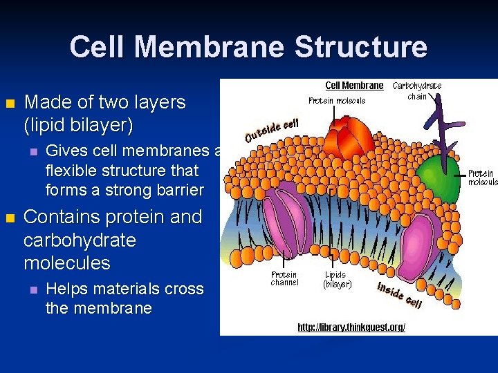 Cell Membrane Structure n Made of two layers (lipid bilayer) n n Gives cell