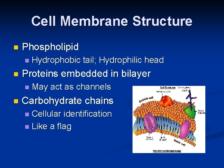 Cell Membrane Structure n Phospholipid n n Proteins embedded in bilayer n n Hydrophobic