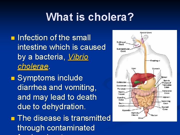 What is cholera? Infection of the small intestine which is caused by a bacteria,