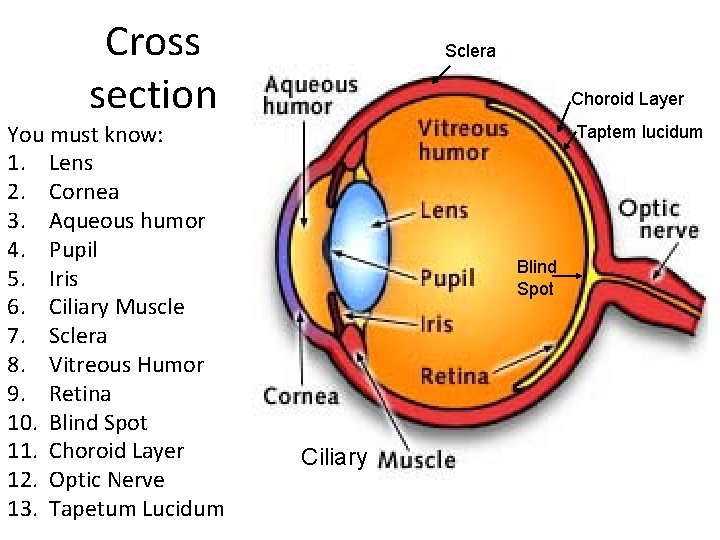 Cross section You must know: 1. Lens 2. Cornea 3. Aqueous humor 4. Pupil