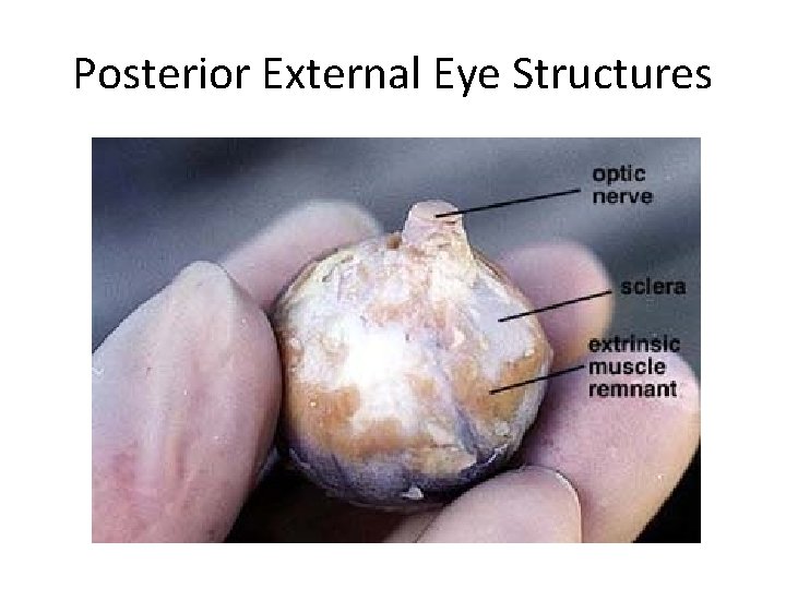 Posterior External Eye Structures 