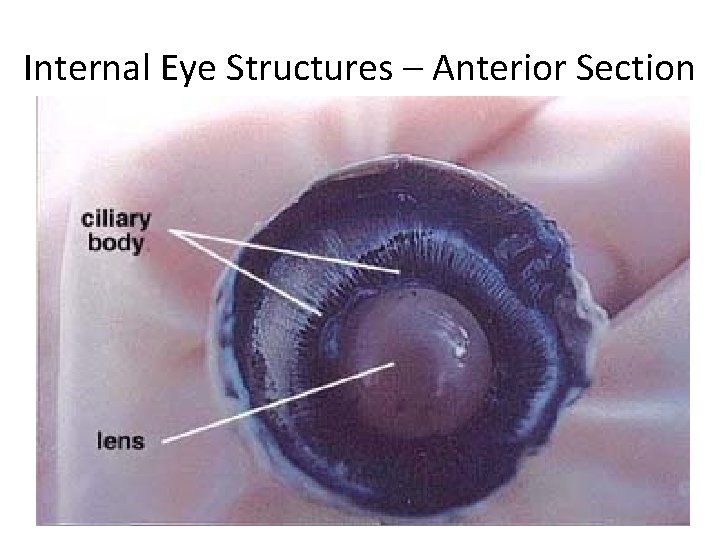 Internal Eye Structures – Anterior Section 