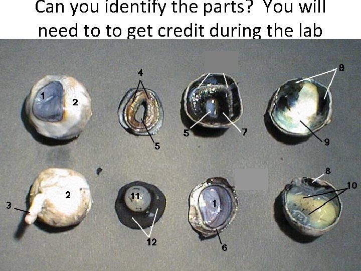 Can you identify the parts? You will need to to get credit during the