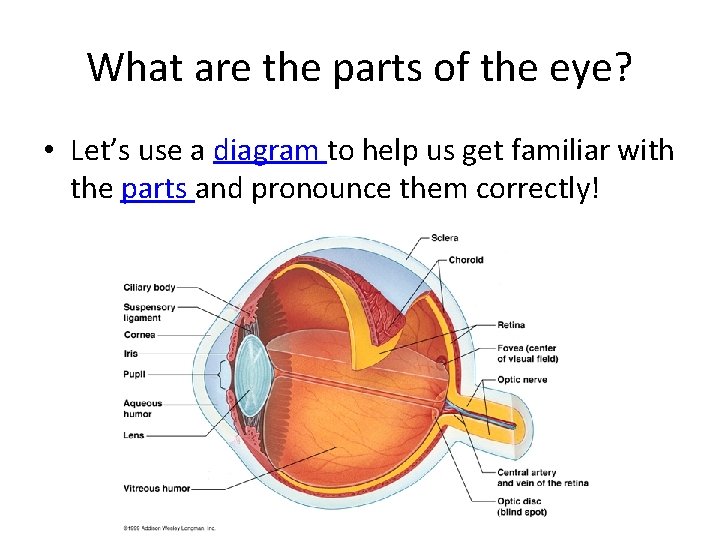 What are the parts of the eye? • Let’s use a diagram to help