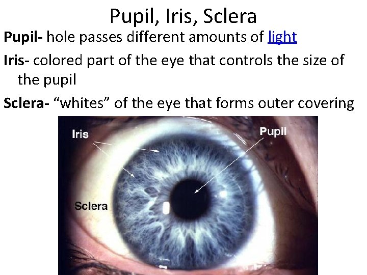 Pupil, Iris, Sclera Pupil- hole passes different amounts of light Iris- colored part of